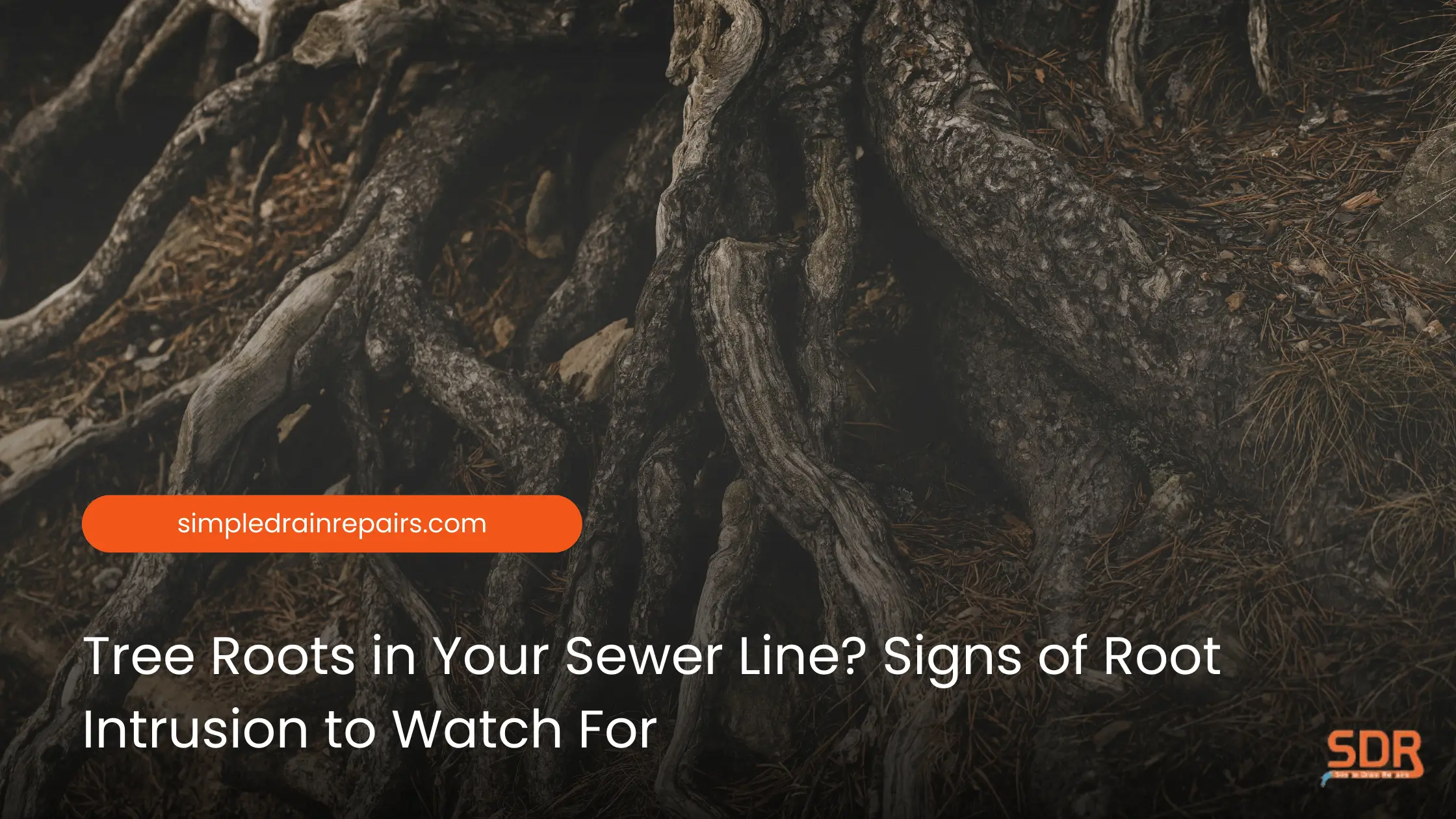 Tree Roots in Your Sewer Line Signs of Root Intrusion to Watch For